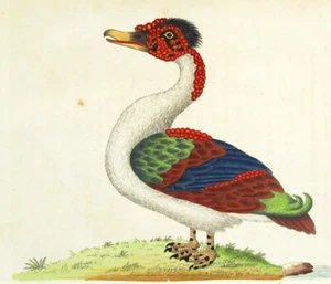 1789, SHAW & NODDER KUPFER ENGR. ORIGINAL ANTIKES AQUARELL MERIAN DUC VZF - Bild 1 von 4