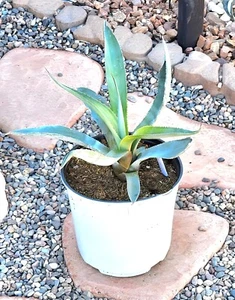 LANDSCAPE QUALITY Medium Size Blue Americana Century Plant, Agave Cactus 14" 6D - Picture 1 of 5
