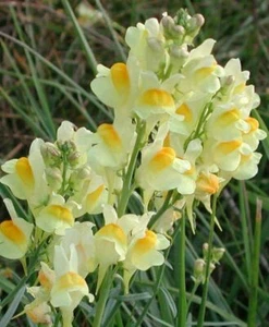 Gelber Krötenflachs - Linaria vulgaris - 100+ Samen - Samen - Samen - E 164 - Bild 1 von 1