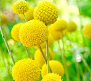 300x Craspedia Globosa Drumstick Yellow Flower Seeds - Billy Button - Half Hardy - Picture 1 of 1