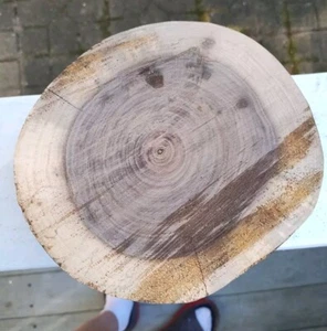 Black Walnut Round No Bark , 7" Wide 4" Depth  - Picture 1 of 4