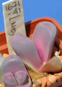 Semillas Lithops Meyeri CV Hammeruby SB1125A 10 piezas 2021 - Imagen 1 de 2
