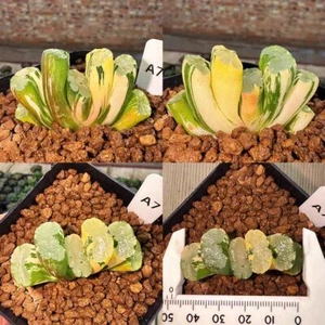 Boutique live planta suculenta Haworthia truncata jardín aleatorio variado - Imagen 1 de 7