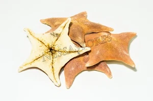 Murciélago estrella de mar cáscara de mar NessaStores playa boda artesanía real 4-5" (4 piezas) #JC-54 - Imagen 1 de 5