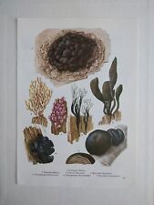Botanical Print Mushroom Fungi Poisonous Plant Picture Vintage Illustration Art 