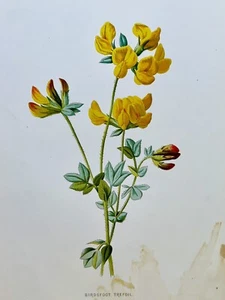 Quadro cromolitografia piante antico 1897 fiore botanica stampa a colori illustrazione - Foto 1 di 4