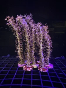 Live Soft Coral Knobby Sea Fingers 3.5-5” - Picture 1 of 1