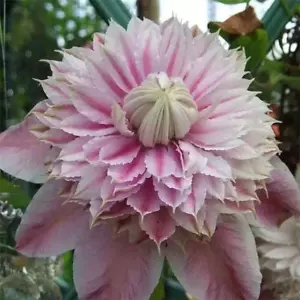 20 SEEDS White/Fuchsia CLEMATIS rare flower exotic vine 23 bush plant USA Seller - Picture 1 of 3