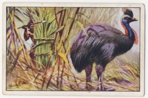 KASUAR JAGD HINTER DEM SCHILD CASSOWARY CASOAR JAGD FANG IMAGE CARD 1930's - Picture 1 of 2