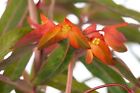 Euphorbia griffithii 'Fireglow' P1, Flammen-Wolfsmilch, winterhart