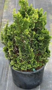 Chamaecyparis obtusa 'Little Markey' (Little Markey Hinoki Cypress) Large! - Picture 1 of 6