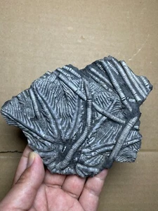 250g Triassic Natural crinoid specimen Geologic rock - Picture 1 of 23