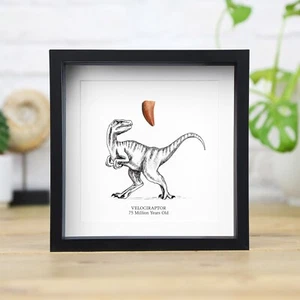 Velociraptor Raptor Tooth & Illustration Box Frame Real Dinosaur Fossil Ornament - Picture 1 of 4