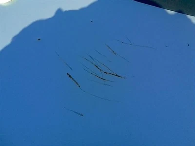 Maletero/portón trasero 170 tipo SLK320 compatible con 01-04 Mercedes SLK320 OEM Foto 1 de 4