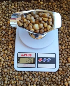 Elephant garlic seeds for planting (100 seeds) - Picture 1 of 7