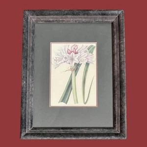 The Metropolitan Museum Of Art 1824 Crinum Lily Hand-Colored Stipple Engraving - Picture 1 of 11