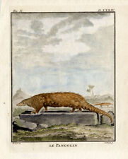 Antique Print-Le Pangolin-A view of the Pangolin or Scaly Anteater-Buffon-1765