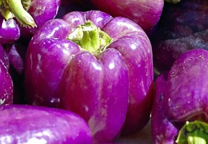 50 SAMEN LILA PAPRIKA GEMÜSEPAPRIKA PAPRIKASAMEN CAPSICUM - Bild 1 von 3