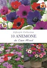 10 Anemone De Caen Summer Flowering Bulbs Spring Planting  