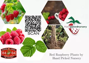 Joan J Raspberry - 2 Red Raspberry Plants - Everbearing - Organic Grown - - Picture 1 of 6