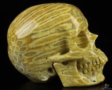 3.0" Coral Fossil Hand Carved Crystal Skull, Super Realistic, Crystal Healing
