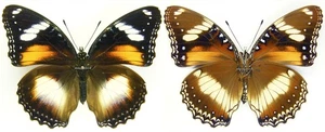 MOUNTED SPREAD BUTTERFLY - Hypolimnas bolina nerina, F1 - Picture 1 of 1