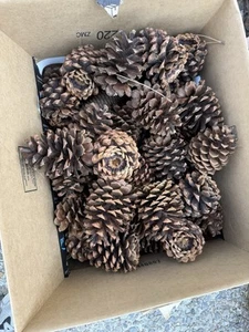 Pine Cones - 50 + pine cones, 4”+ range, Washington. Clean - Picture 1 of 2