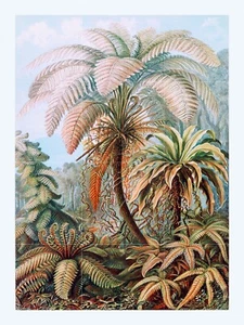 Tile Mural/Mosaic Ceramic Panel of Ferns-Filicinae Ernst Haeckel Botanical Print - Picture 1 of 4