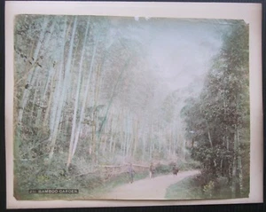 1890ca BAMBOO GARDEN original photo albumen print Japan Nippon forest bamboo - Picture 1 of 1