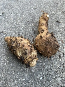 1 Lb Black Turmeric Roots For Planting - Picture 1 of 2