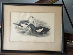 Original Antique JOHN GOULD Birds “URIA GRYLLE” Lithograph - Framed Free Shippin - Picture 1 of 16