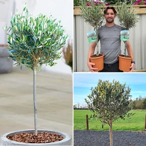 Large Olive Trees Plants x 2 Lollipop Olea Europea Evergreen in 3L Pot 90cm - Picture 1 of 3