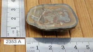 Moitié de nodule de SEPTARIA tranche naturel lithotherapie collection mineraux - Imagen 1 de 1