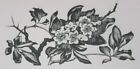 CRAB APPLE BLOSSOM : 1936 Print of a Woodcut By A. MILLER-PARKER