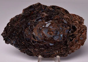 PALAEOSMUNDA WILLIAMSII Gould Plant Fossil Slice, QLD Australia S207 - Bild 1 von 5