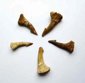 Fossil Rostral Onchopristis Zahn 60mm - 80mm Marokko Kreidezeit - Bild 1 von 2