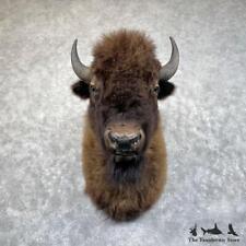 #28703 E | American Buffalo Bison Taxidermy Shoulder Mount For Sale