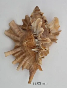 Muricidae Ceratostoma Burnetti - Gorgeous - Exceptional Wings - Picture 1 of 9