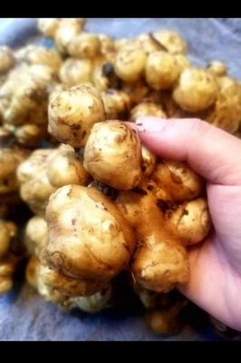 1 фунт свежеприрытых иерусалимских артишоков Sunchokes Hellianthus tuberosus  - Изображение 1 из 4