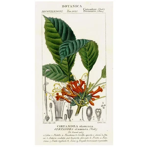 1816 Turpin Hand-Color Engraving, Dictionnaire des Sciences, Tab. 1025 CIRTANDRA - Picture 1 of 8