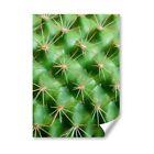 A5 - Cactus Plant Close Up Spikey Print 14.8x21cm 280gsm #16737