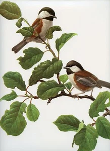 JF Lansdowne bird print CHESTNUT BACKED CHICKADEE, 14 x 10" - Picture 1 of 3