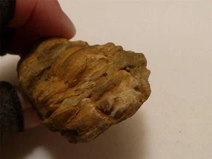 2.75" Genuine DiacalymeneTrilobite Fossil 430 Million years old - Picture 1 of 1