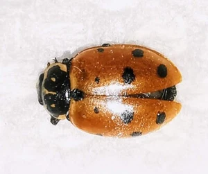 Coccinellidae Hippodamia variegata A1 or A- from CANADA - #0077 - Picture 1 of 1