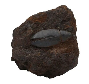 2.6 INS FOSSILISED BEETLE, TARPIT LA BREA LOS ANGELES - Picture 1 of 3