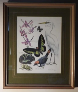 Marjorie Blamey Wildlife Print; Birds, Bugs, Butterflies, a Flower, and a Rodent - Picture 1 of 2