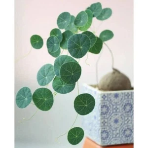 Stephania erecta Large 10cm diameter roughly #01 - Picture 1 of 6