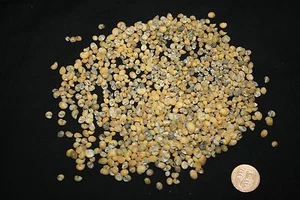 Gelbe Mini Moonnail Muscheln - Bild 1 von 2