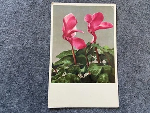Postal de flores vintage de pan de siembra de ciclamen - Imagen 1 de 2