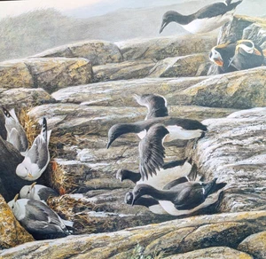 Robert Bateman RED LEGGED KITTIWAKES Vintage Wildlife Book Plate Art Print 3 - Bild 1 von 4